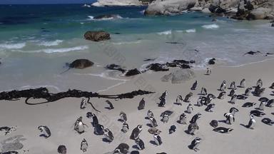 非洲企鹅巨石海滩南非洲